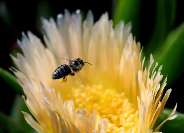 Canon Aperture and Depth of Field Samples