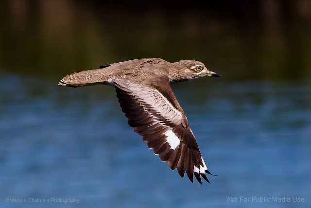 Water Thick-Knee over Cleaner Water, Diep River (2017) Copyright Vernon Chalmers