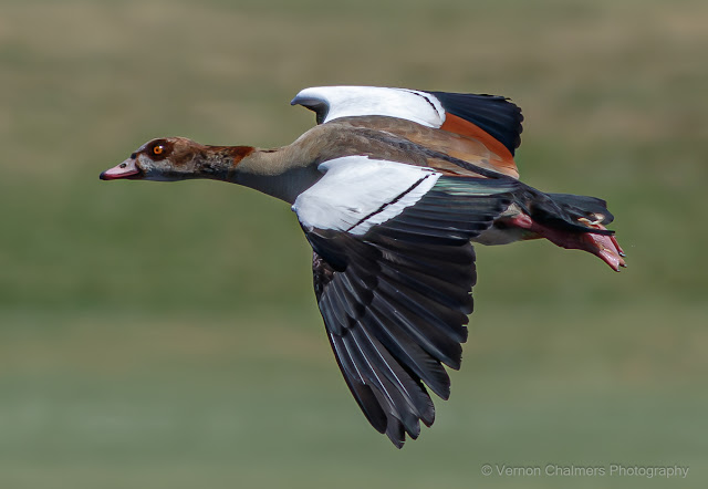 Egyptian Goose in Flight Diep River Woodbridge Island Copyright Vernon Chalmers Photography