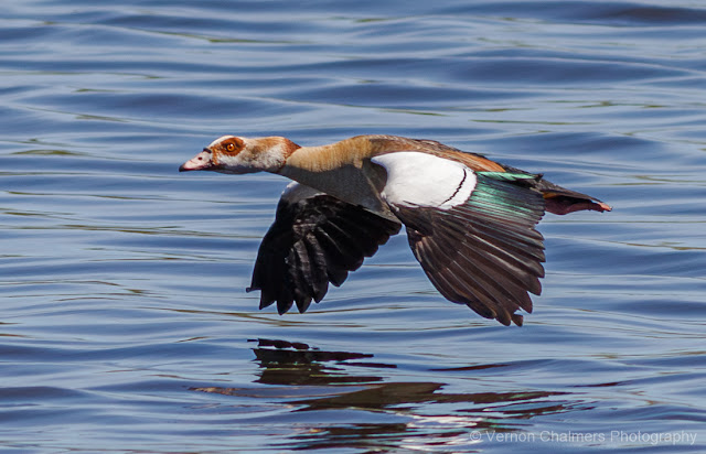 Egyptian Goose in Flight : Table Bay Nature Reserve, Woodbridge Island Egyptian Goose in Flight : Table Bay Nature Reserve, Woodbridge Island