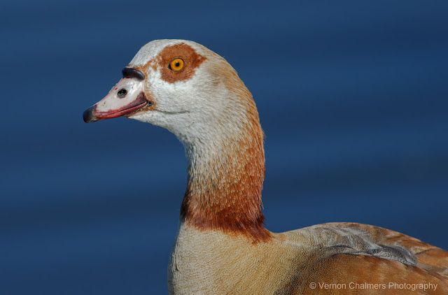 Egyptian Goose : Woodbridge Island