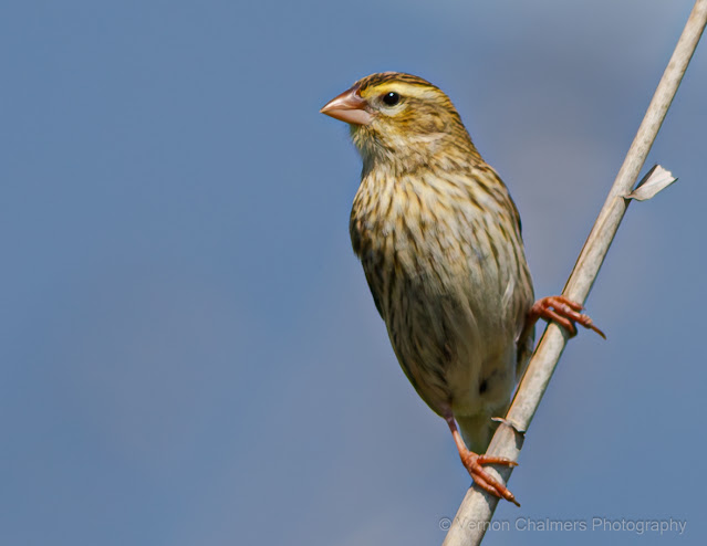 Vernon Chalmers Existential Photographic Practice