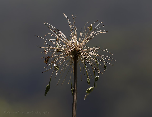 African Lily Flower, Kirstenbosch, Cape Town
