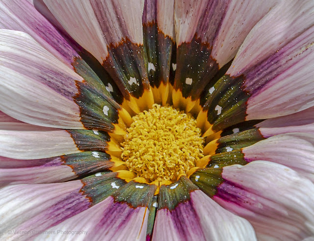 African Daisy Flower, Kirstenbosch Garden, Cape Town