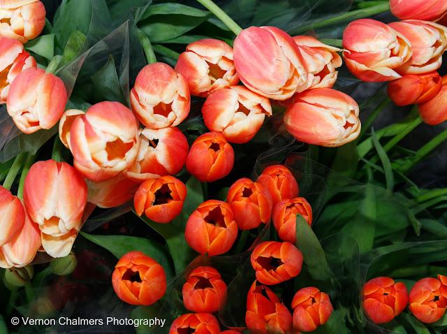 Fresh Flowers For Sale - The Paddocks, Milnerton