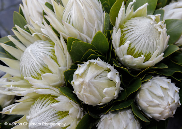 Fresh Flowers For Sale - The Paddocks, Milnerton