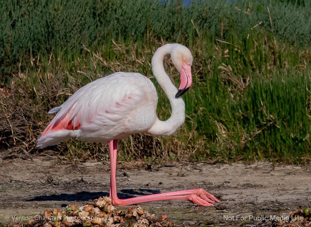 Never seen a Flamingo not in the water here. Wonder Why? Vernon Chalmers Copyright