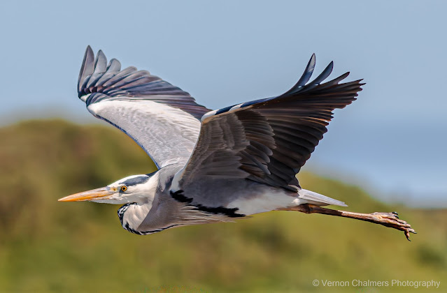 Birding with the Canon 7D Mark II, Woodbridge Island