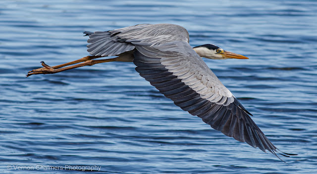 Grey Heron in Flight : Table Bay Nature Reserve Woodbridge Island