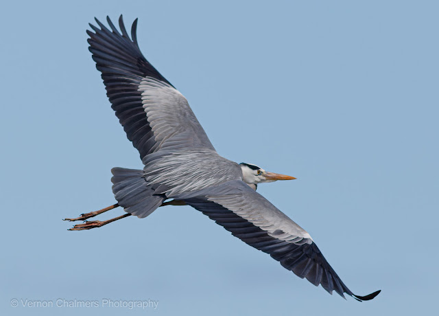 Grey Heron in Flight Table Bay Nature Reserve Woodbridge Island Copyright Vernon Chalmers Photography