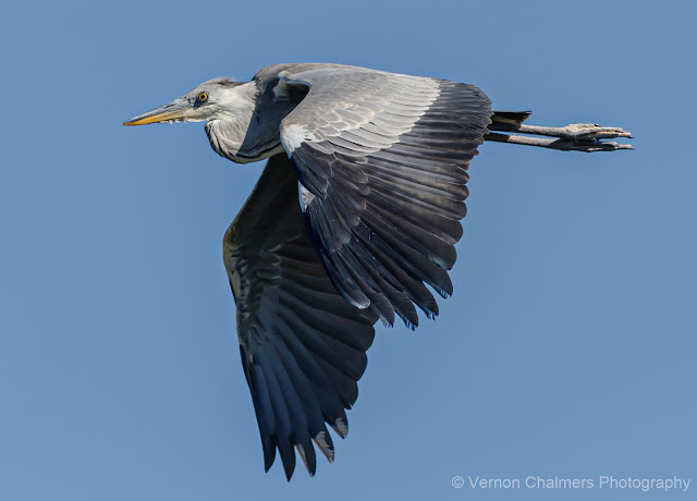 Grey Heron in Flight : Table Bay Nature Reserve Woodbridge Island Grey Heron in Flight : Table Bay Nature Reserve Woodbridge Island