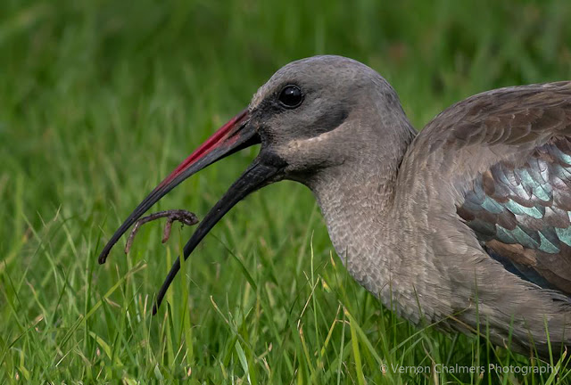 Hadeda Ibis Portrait Woodbridge Island Milnerton