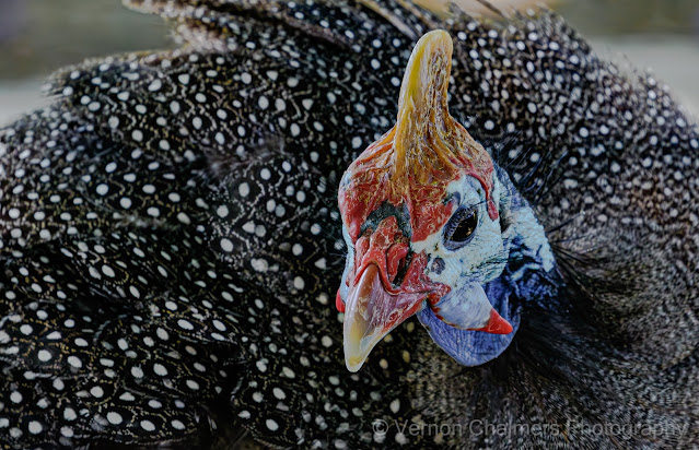 Helmeted Guineafowl with MFD @ .98m : EF 100-400mm f/4.5-5.6L IS II USM Lens