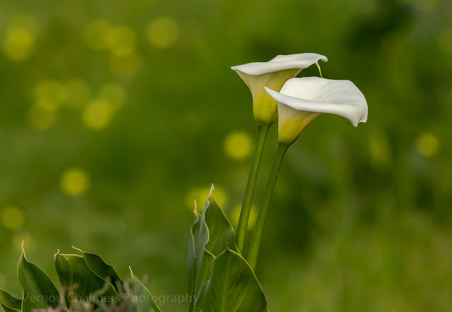 Arum Lilly, Table Bay Nature Reserve, Cape Town (400mm Lens)