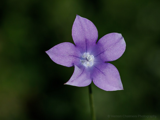 Tiny Flower Close to the Ground : Canon Full-Frame at 400mm, Kirstenbosch Garden