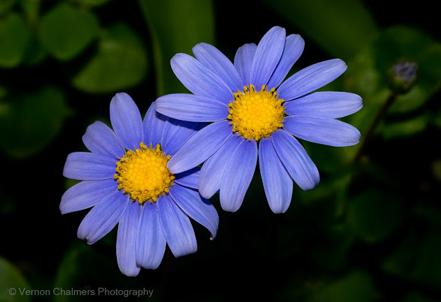 Late Summer's Day Flowers : With Canon Speedlite Flash, Milnerton