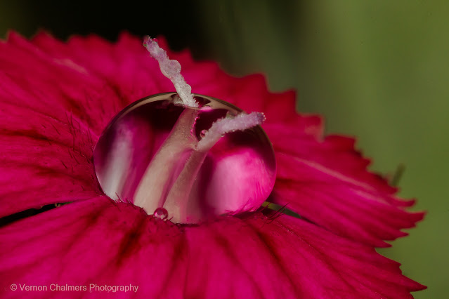 Flower with Waterdrop : With Canon Macro Lens / Canon Speedlite Flash