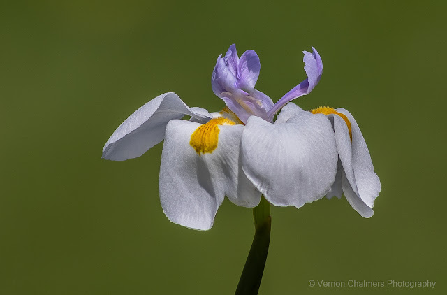 Small Wildflower with EF 400mm f/5.6L : Woodbridge Island, Cape Town