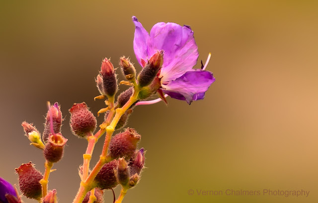 Early Morning Wildflowers : Kirstenbosch Garden, Cape Town