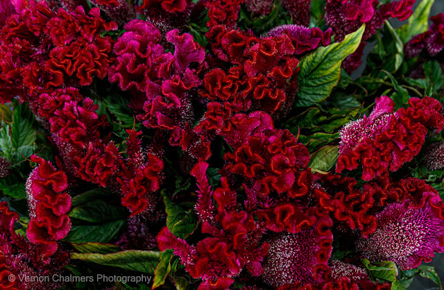 Cut Flowers (Canon 24-70mm Lens / Speedlite Flash) : Paddocks, Milnerton