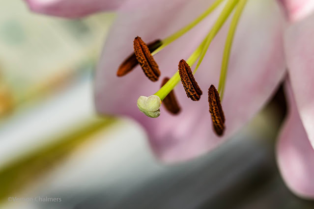 Flowers, Arnhem, Milnerton : Canon EOS 6D / 70-300mm Lens + Extension Tube