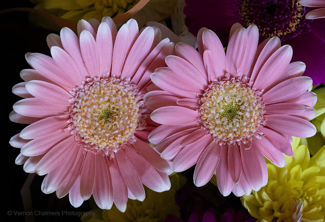 Daisies, Philadelphia, Cape Town : 6D Mark II. ISO 5000, EF 24-70mm Lens