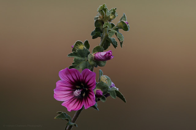 Wildflower with Canon EOS 7D Mark II / 400mm Lens : Woodbridge Island
