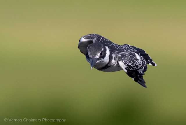 Pied Kingfisher (Canon EOS 7D Mark II at 400mm) : Woodbridge Island