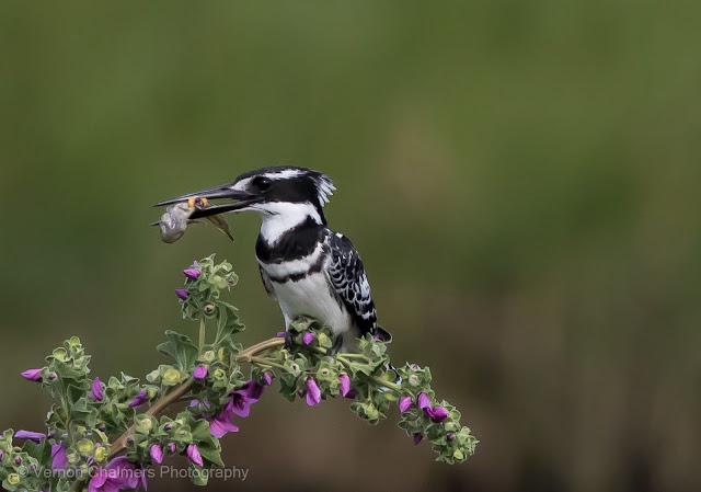 Perched Pied Kingfisher (Av Mode) : Woodbridge Island, Cape Town