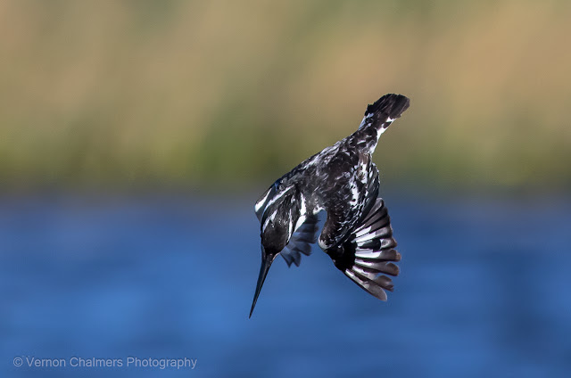 Diving Pied Kingfisher into the Diep River. Milnerton (1/4000s)