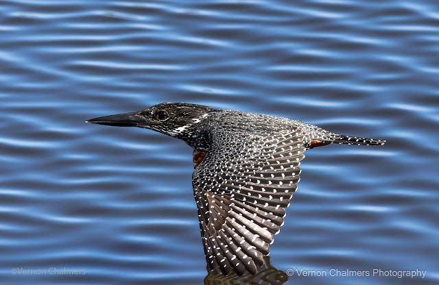 Giant Kingfisher : Woodbridge Island, Cape Town
