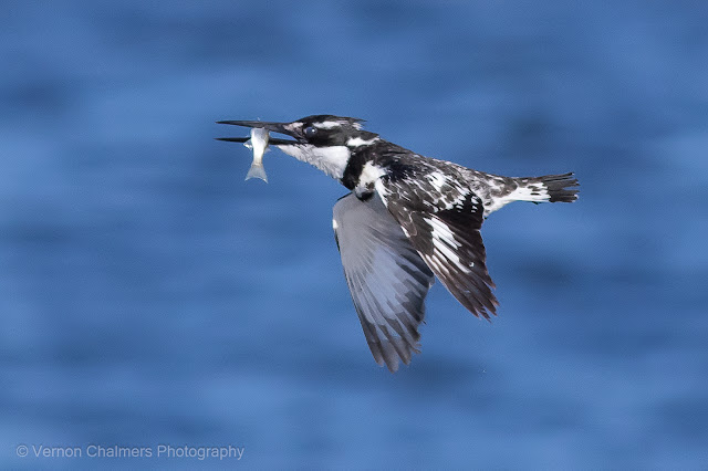 Pied Kingfisher with Catch (1/3200s) : Woodbridge Island, Cape Town