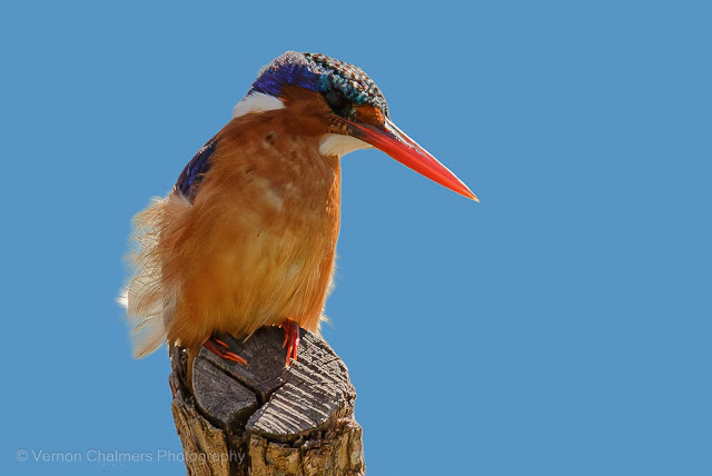 Perched Malachite Kingfisher : Intaka Island, Cape Town