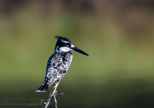 Perched Pied Kingfisher at 400mm : Woodbridge Island Cape Town
