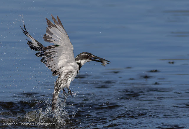 Pied Kingfisher with Catch (1/4000s) : Diep River, Milnerton