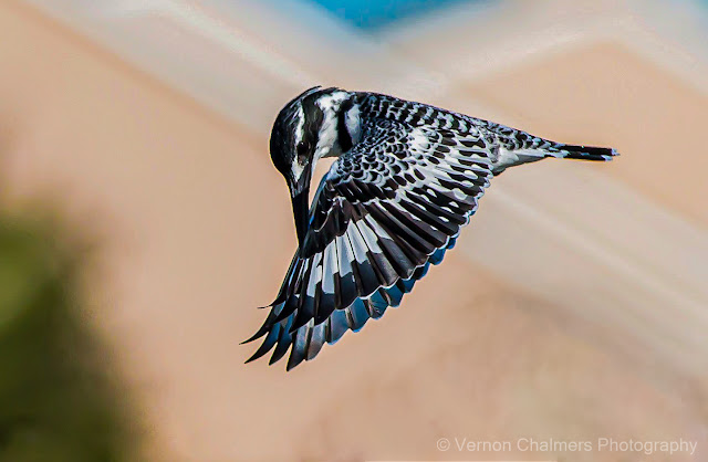 Hunting Pied kingfisher with 400mm Lens : Woodbridge Island, Cape Town