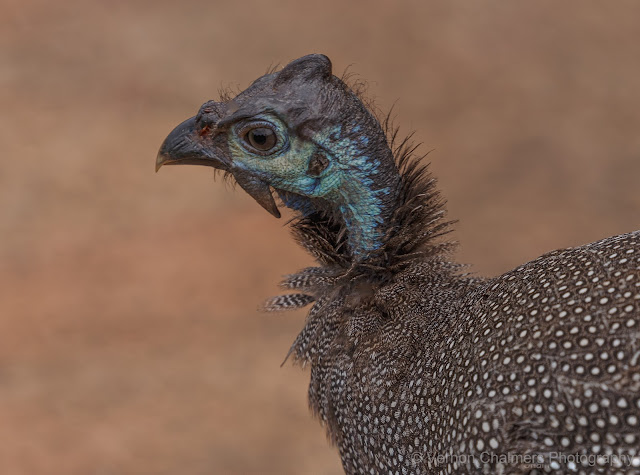 Juvenile Helmeted Guinea Fowl Kirstenbosch Garden, Cape Town