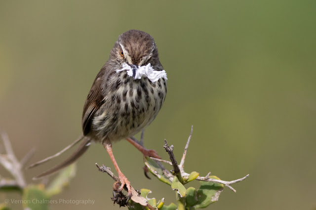 Karoo Prinea : Table Bay Nature Reserve, Woodbridge Island Cape Town