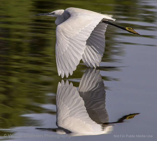 Little Egret flying over Clean Water, Diep River (2018) Copyright Vernon Chalmers