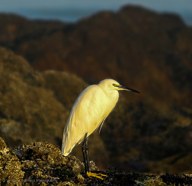 Pensive : Little Egret at Dusk at Bloubergstrand