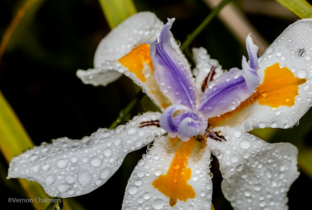 Flowers in the Rain (Canon EOS 70D) : Paddocks Milnerton