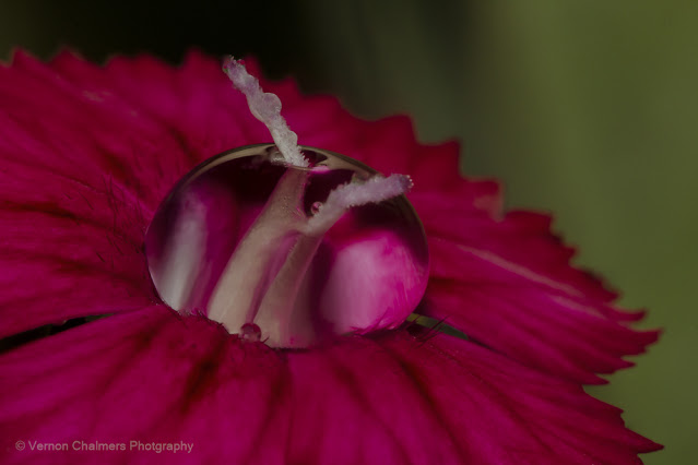Canon Macro Photography Training : Milnerton, Cape Town