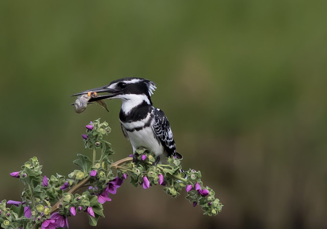Pied Kingfisher : Table Bay Nature Reserve, Woodbridge Island, Cape Town