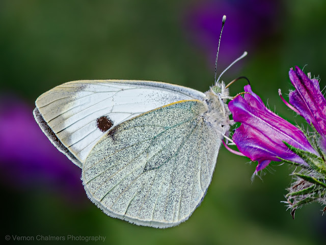 Cabbage White Butterfly in Flight : Diep River Woodbridge Island
