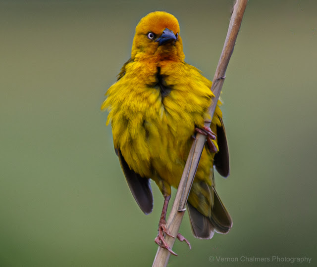 Cape Weaver : Table Bay Nature Reserve Woodbridge Island
