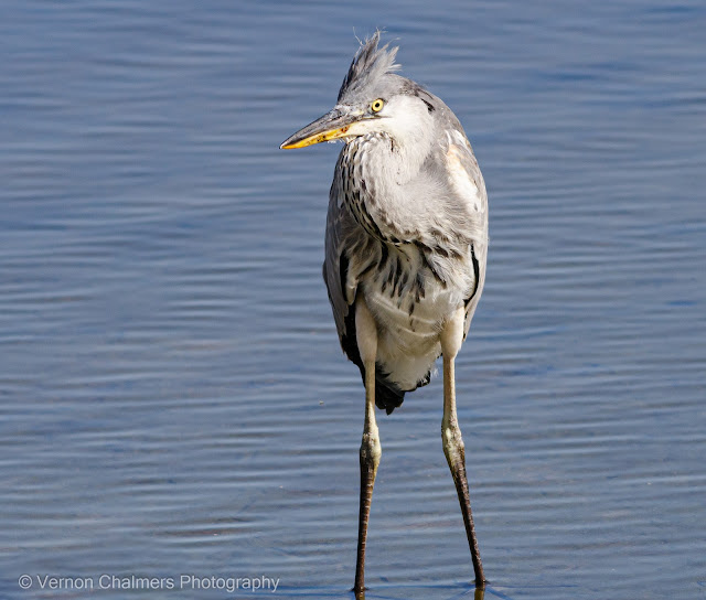 Grey Heron Juvenile : Diep River, Woodbridge Island