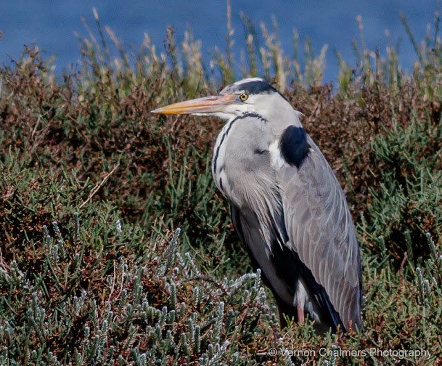 Grey Heron Just Being : Diep River, Woodbridge Island