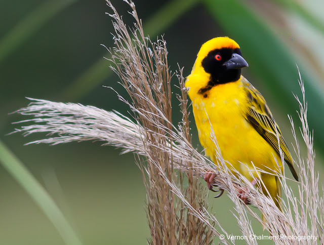 Southern Masked Weaver : Table Bay Nature Reserve, Woodbridge Island