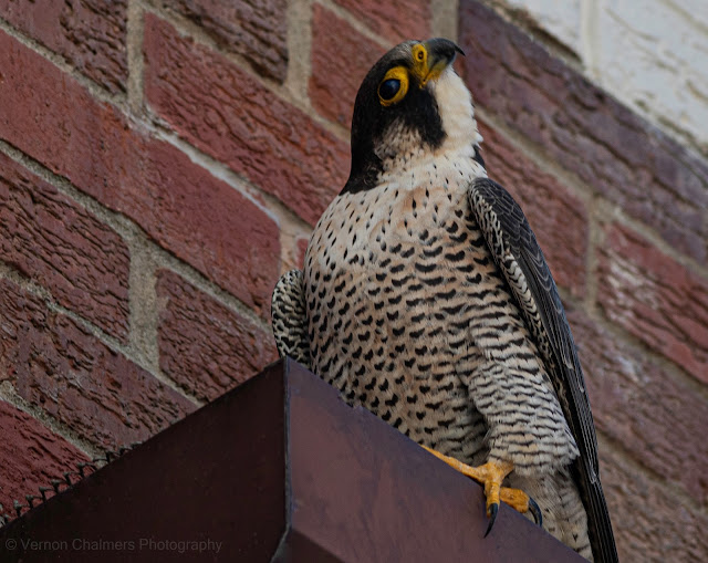 Peregrine Falcon Outside My Front Door - Arnhem, Milnerton