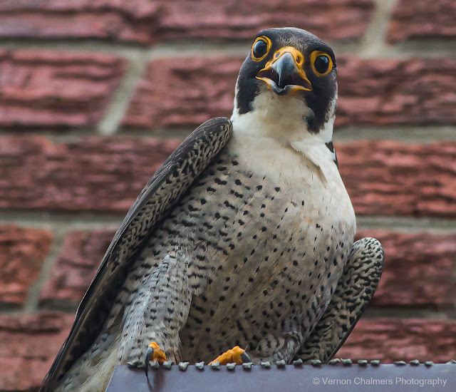 Peregrine Falcon : Arnhem, Milnerton Cape Town